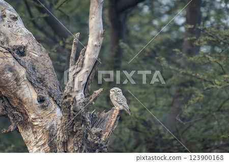 spotted owlet or Athene brama at ranthambore national park forest tiger reserve rajasthan india. owl perched on tree with natural scenic green background in winter season safari 123900168