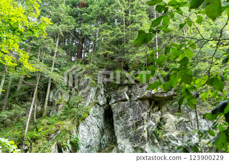 Rock in green forest. Nature 123900229