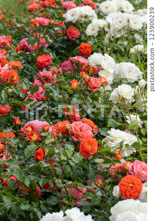 Pink orange rose bud in the garden. Flower petals Pink orange rose bud in the garden. Flower petals 123900239