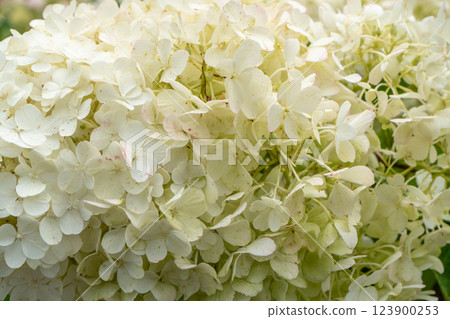 Hydrangeas bloom garden. Pink bud Hydrangea flower. 123900253