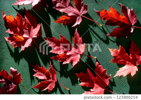 Red maple leaves on green autumn background. 123900254