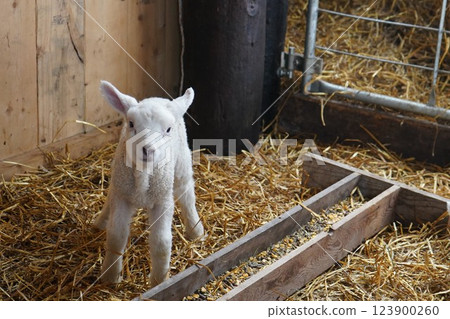 Sheep's baby Sheep's baby 123900260