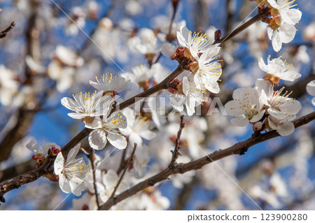White flowers of the apricot tree. Spring flowering branches in the garden. White flowers of the apricot tree. Spring flowering branches in the garden. 123900280