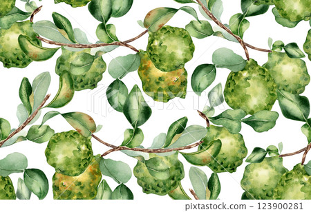 Bergamot fruits on branches seamless pattern isolated on white. Watercolor citrus trees on repeated texture. Hand drawn sprigs and green fruits on botanical background for textile, packaging, wrapping Bergamot fruits on branches seamless pattern isolated on white. Watercolor citrus trees on repeated texture. Hand drawn sprigs and green fruits on botanical background for textile, packaging, wrapping 123900281