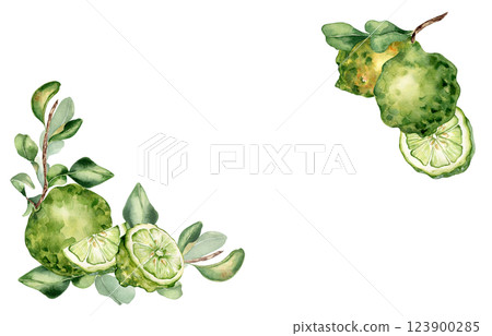 Lime tree branch and citrus fruits watercolor corner frame isolated on white. Fresh summer border with sliced bergamot ripe, leaves for packaging, label tea, invitation. Citrus frame hand drawn. 123900285
