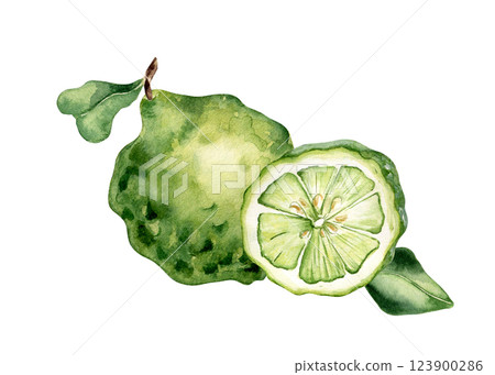 Lime kaffir whole and sliced watercolor illustration isolated. Fresh tropical citrus and leaves hand drawn botanical sketch. Summer fruits for design packaging, label. Citrus fruits drawing. 123900286