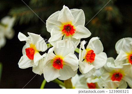 Spring flowers daffodils. White flower with an orange center. A daffodil bud. 123900321