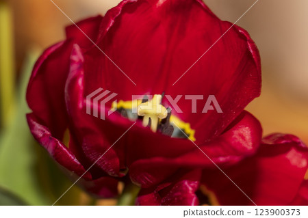 Close up shot of the fresh red tulips. 123900373
