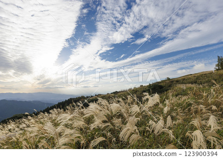 Japanese silver grass on Mount Katsuragi in Nara Prefecture, Japan Japanese silver grass on Mount Katsuragi in Nara Prefecture, Japan 123900394