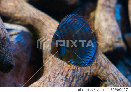 Brightly colored discus fish swimming among driftwood in an aquarium 123900427
