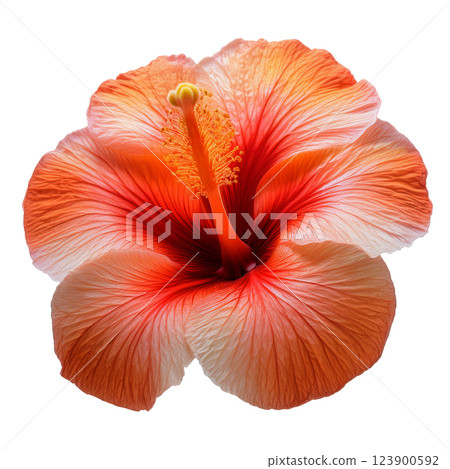 芙蓉圖形材質 (JPEG/PNG) 芙蓉圖形材質 (JPEG/PNG) 123900592