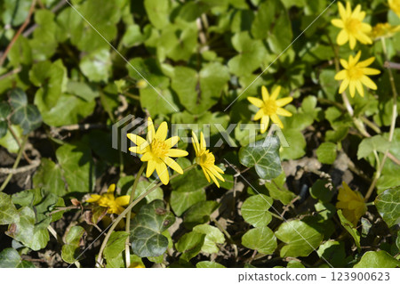 Lesser celandine Lesser celandine 123900623