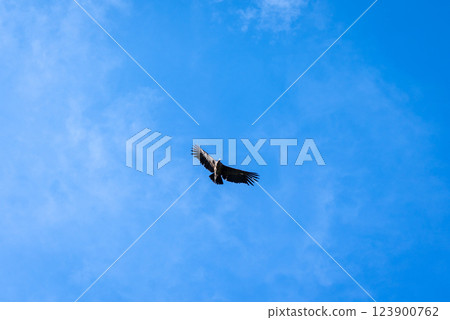 Condor soaring over the Colca Canyon in Peru 123900762