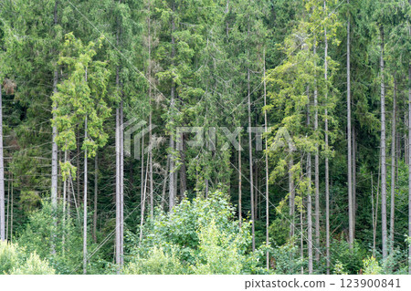 Green forest trees. Nature background Green forest trees. Nature background 123900841