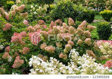 Hydrangeas bloom garden. Pink bud Hydrangea flower. 123900889