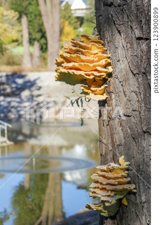 Yellow mushroom on a tree. Polypore fungus. Yellow mushroom on a tree. Polypore fungus. 123900899