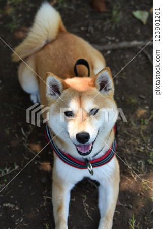 Shiba Inu 123901201
