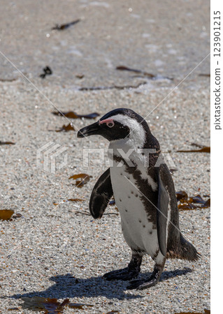 One penguin stand on sandy coast. One penguin stand on sandy coast. 123901215
