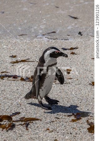 One penguin stand on sandy coast. One penguin stand on sandy coast. 123901216