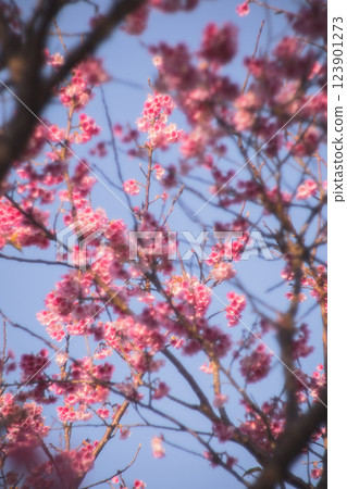 櫻花 123901273