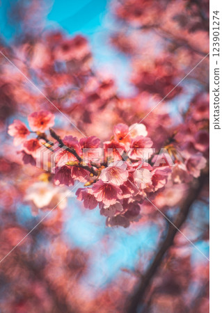 櫻花 123901274