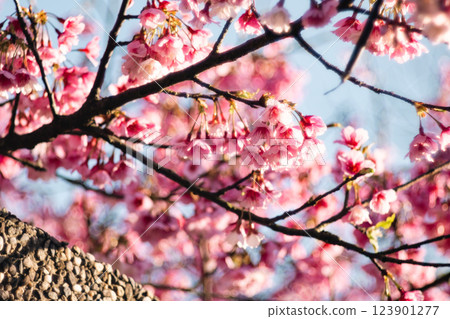 櫻花 123901277