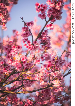 櫻花 123901278