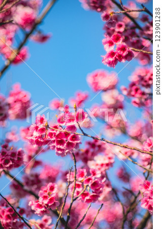 櫻花 123901288