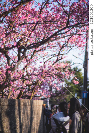 Cherry blossoms Cherry blossoms 123901309