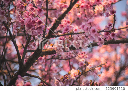 櫻花 123901310