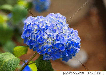 Blue hydrangea 123901343