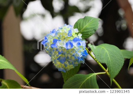 Blue hydrangea 123901345
