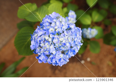 Blue hydrangea 123901346