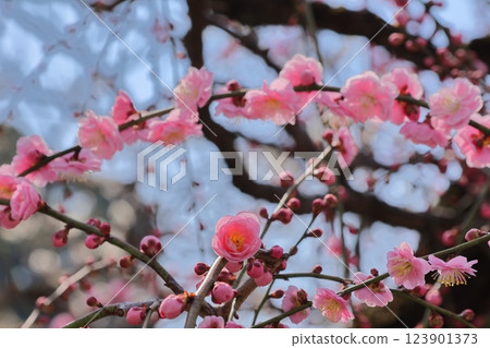 Plum blossoms at Dazaifu Tenmangu Shrine Plum blossoms at Dazaifu Tenmangu Shrine 123901373