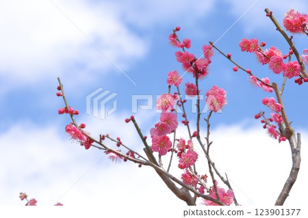 太宰府天滿宮的梅花 123901377