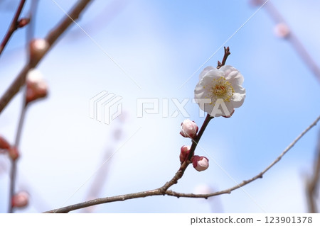 太宰府天滿宮的梅花 123901378