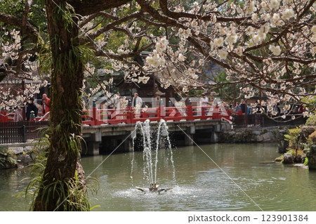 Plum blossoms at Dazaifu Tenmangu Shrine 123901384