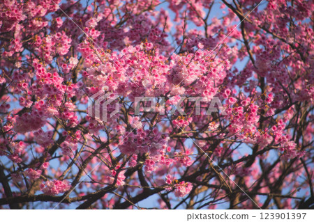 Cherry blossoms Cherry blossoms 123901397