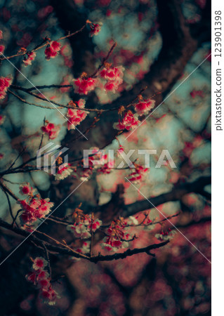 Cherry blossoms Cherry blossoms 123901398