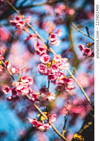櫻花 123901400