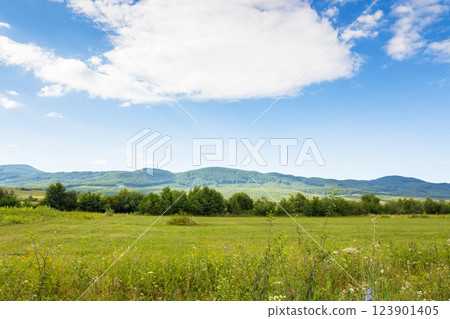 countryside landscape with field near the hill. beautiful nature of ukraine in summer. blue sky with clouds 123901405