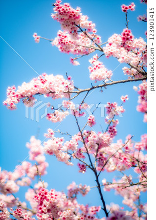 櫻花 123901415