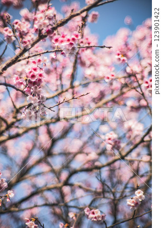 Cherry blossoms Cherry blossoms 123901422