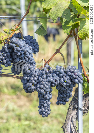 Vineyard with Zweigeltrebe (Zweigeltrebe Blau), Lower Austria, Austria Vineyard with Zweigeltrebe (Zweigeltrebe Blau), Lower Austria, Austria 123901423