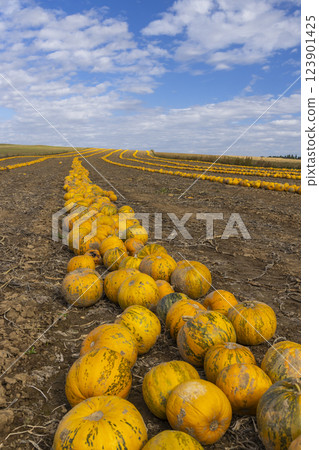 Pumpkin harvest in autumn time, Lower Austria, Austria 123901425