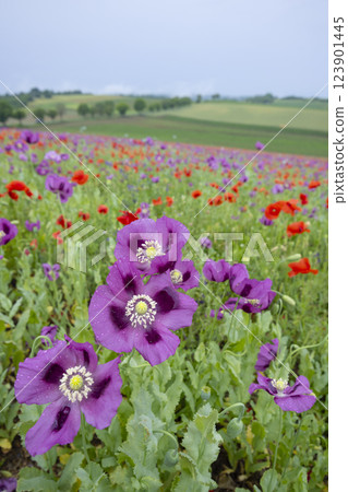 Typical spring landscape with poppies near Silica (Szilice), National Park Slovak Kras, Slovakia Typical spring landscape with poppies near Silica (Szilice), National Park Slovak Kras, Slovakia 123901445