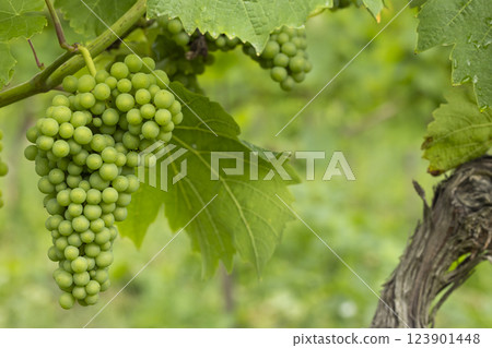 Detail grapes of the vine in the time before locking Detail grapes of the vine in the time before locking 123901448