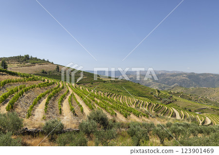 Typical vineyard near Ervedosa do Douro, Alto Douro, Portugal Typical vineyard near Ervedosa do Douro, Alto Douro, Portugal 123901469