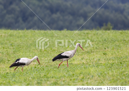 White stork (ciconia ciconia), Carpathian mountains landscape, Eastern Slovakia 123901521