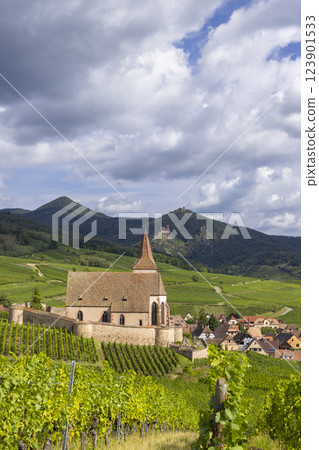 Typical vineyard near Hunawihr near Ribeauville Riquewihr, Haut-Rhin, Region Grand Est, Alsace, France Typical vineyard near Hunawihr near Ribeauville Riquewihr, Haut-Rhin, Region Grand Est, Alsace, France 123901533